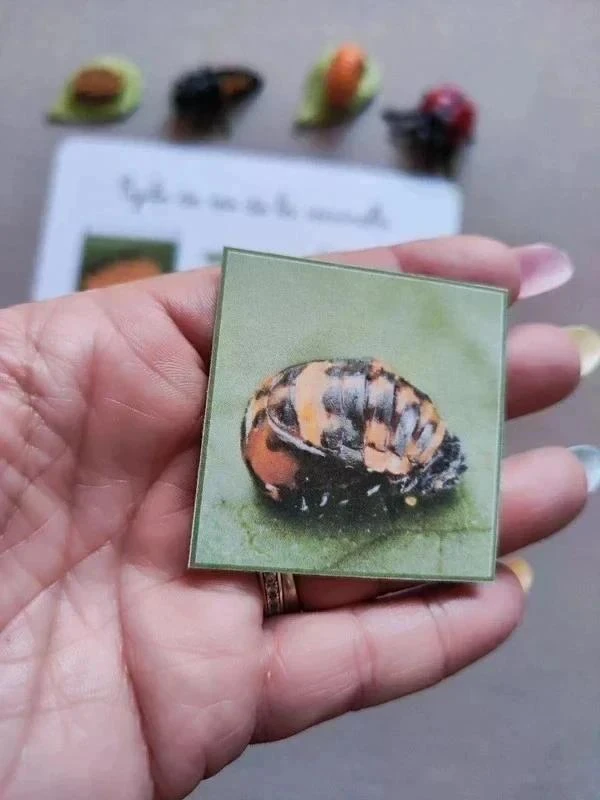 Kit ciclo de vida de una mariquita Montessori – photo 7